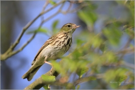 <p>LINDUŠKA LESNÍ (Anthus trivialis) /Tree pipit - Baumpieper/</p>